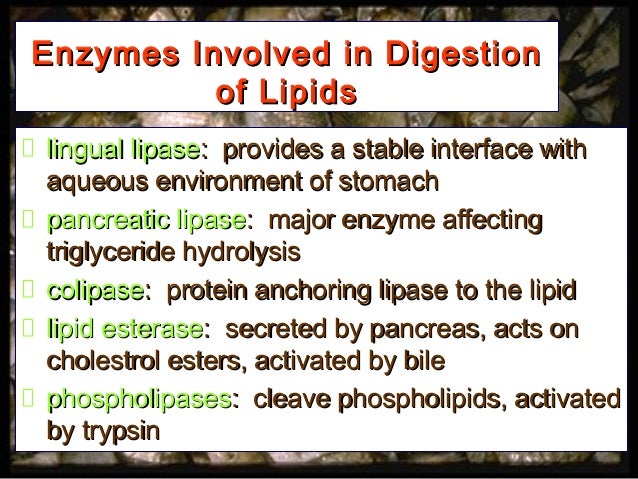 Lipids and Carbohydrate