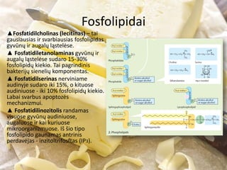 Fosfolipidai
▲Fosfatidilcholinas (lecitinas) – tai
gausiausias ir svarbiausias fosfolipidas
gyvūnų ir augalų ląstelėse.
▲ Fosfatidiletanolaminas gyvūnų ir
augalų ląstelėse sudaro 15-30%
fosfolipidų kiekio. Tai pagrindinis
bakterijų sienelių komponentas.
▲ Fosfatidilserinas nerviniame
audinyje sudaro iki 15%, o kituose
audiniuose - iki 10% fosfolipidų kiekio.
Labai svarbus apoptozės
mechanizmui.
▲ Fosfatidilinozitolis randamas
visuose gyvūnų audiniuose,
augaluose ir kai kuriuose
mikroorganizmuose. Iš šio tipo
fosfolipido gaunamas antrinis
perdavėjas - inzitoltrifosftas (IP3).
 