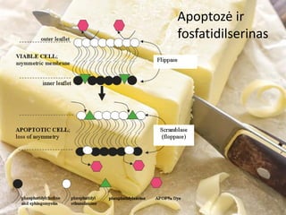 Apoptozė ir
fosfatidilserinas
 