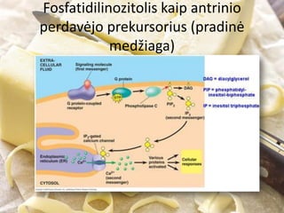 Fosfatidilinozitolis kaip antrinio
perdavėjo prekursorius (pradinė
medžiaga)
 