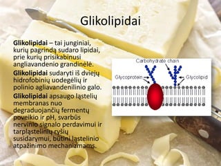 Glikolipidai
Glikolipidai – tai junginiai,
kurių pagrindą sudaro lipidai,
prie kurių prisikabinusi
angliavandenio grandinėlė.
Glikolipidai sudaryti iš dviejų
hidrofobinių uodegėlių ir
polinio agliavandenilinio galo.
Glikolipidai apsaugo ląstelių
membranas nuo
degraduojančių fermentų
poveikio ir pH, svarbūs
nervinio signalo perdavimui ir
tarpląstelinių ryšių
susidarymui, būtini ląstelinio
atpažinimo mechanizmams.
 