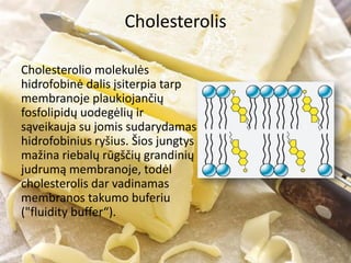 Cholesterolis
Cholesterolio molekulės
hidrofobinė dalis įsiterpia tarp
membranoje plaukiojančių
fosfolipidų uodegėlių ir
sąveikauja su jomis sudarydamas
hidrofobinius ryšius. Šios jungtys
mažina riebalų rūgščių grandinių
judrumą membranoje, todėl
cholesterolis dar vadinamas
membranos takumo buferiu
("fluidity buffer“).
 