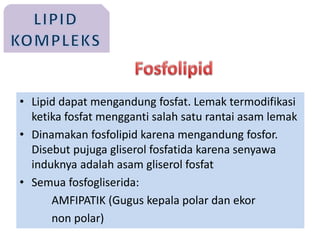 • Lipid dapat mengandung fosfat. Lemak termodifikasi
ketika fosfat mengganti salah satu rantai asam lemak
• Dinamakan fosfolipid karena mengandung fosfor.
Disebut pujuga gliserol fosfatida karena senyawa
induknya adalah asam gliserol fosfat
• Semua fosfogliserida:
AMFIPATIK (Gugus kepala polar dan ekor
non polar)
 
