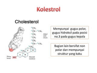 Mempunyai gugus polar,
gugus hidroksil pada posisi
no.3 pada gugus kepala
Bagian lain bersifat non
polar dan mempunyai
struktur yang kaku
 