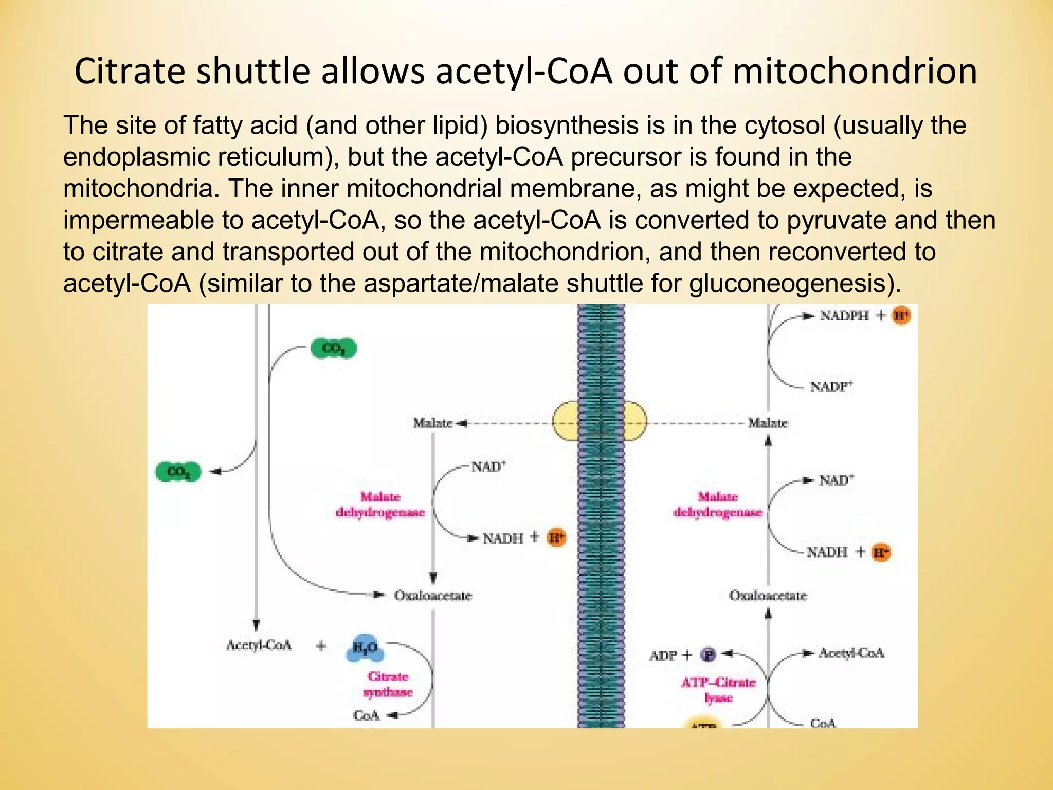 Visual Reference: Lipid Breakdown And Biosynthesis