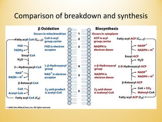 Comparison of breakdown and synthesis
 