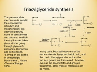 Triacylglyceride synthesis
The previous slide
mechanism is found in
the endoplasmic
reticulum and
mitochondrion; this
alternate pathway
exists in peroxisomes
and bacteria, in which
the acyl transfer takes
place without going
through glycerol-3-
phosphate (Schjuman
and de Mendoza,
“Solving an old puzzle
in phospholipid
biosynthesis”, Nature
Chemical Biology
2006)
In any case, both pathways end at the
same molecule: lysophosphatidic acid, and
then on to triacylglycerides as the other
two acyl groups are transferred…however,
even as the second fatty acid group is
transferred, other types of molecules can
be made.
 