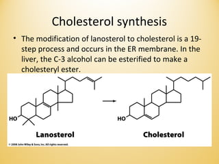 Cholesterol synthesis
• The modification of lanosterol to cholesterol is a 19-
step process and occurs in the ER membrane. In the
liver, the C-3 alcohol can be esterified to make a
cholesteryl ester.
 