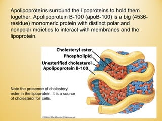 Apolipoproteins surround the lipoproteins to hold them
together. Apolipoprotein B-100 (apoB-100) is a big (4536-
residue) monomeric protein with distinct polar and
nonpolar moieties to interact with membranes and the
lipoprotein.
Note the presence of cholesteryl
ester in the lipoprotein; it is a source
of cholesterol for cells.
 