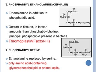 3. PHOSPHATIDYL ETHANOLAMINE (CEPHALIN)
 Ethanolamine in addition to
phosphatidic acid.
 Occurs in tissues, in lesser
amounts than phosphatidylcholine,
principal phospholipid present in bacteria.
 Thromoplastin(Factor-III)
4. PHOSPHATIDYL SERINE
 Ethanolamine replaced by serine.
 only amino acid-containing
glycerophospholipid in animal cells.
 