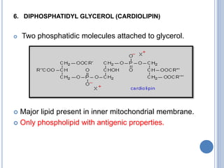 6. DIPHOSPHATIDYL GLYCEROL (CARDIOLIPIN)
 Two phosphatidic molecules attached to glycerol.
 Major lipid present in inner mitochondrial membrane.
 Only phospholipid with antigenic properties.
 