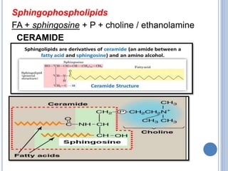 Sphingophospholipids
FA + sphingosine + P + choline / ethanolamine
CERAMIDE
 