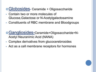 Globosides- Ceramide + Oligosaccharide
 Contain two or more molecules of
Glucose,Galactose or N-Acetylgalactosamine
 Constituents of RBC membrane and Bloodgroups
Gangliosides-Ceramide+Oligosaccharide+N-
Acetyl Neuranimic Acid (NANA)
 Complex derivatives from glucocerebrosides
 Act as a cell membrane receptors for hormones
 