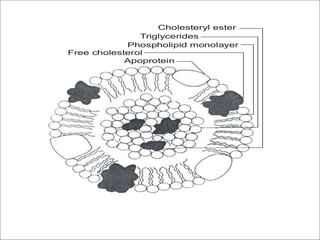 Cholesteryl ester
Triglycerides
Phospholipid monolayer
Free cholesterol
Apoprotein
 