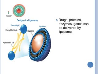 Drugs, proteins,
enzymes, genes can
be delivered by
liposome
 