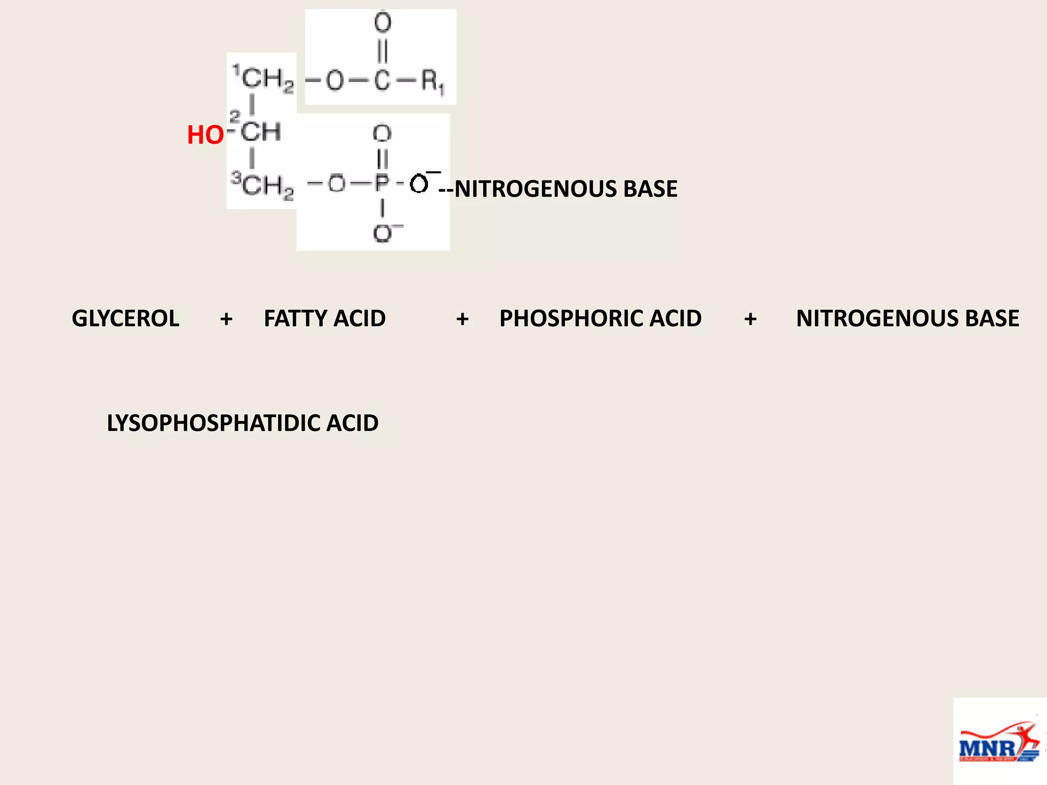 GLYCEROL + + +
FATTY ACID PHOSPHORIC ACID NITROGENOUS BASE
LYSOPHOSPHATIDIC ACID
--NITROGENOUS BASE
HO
 