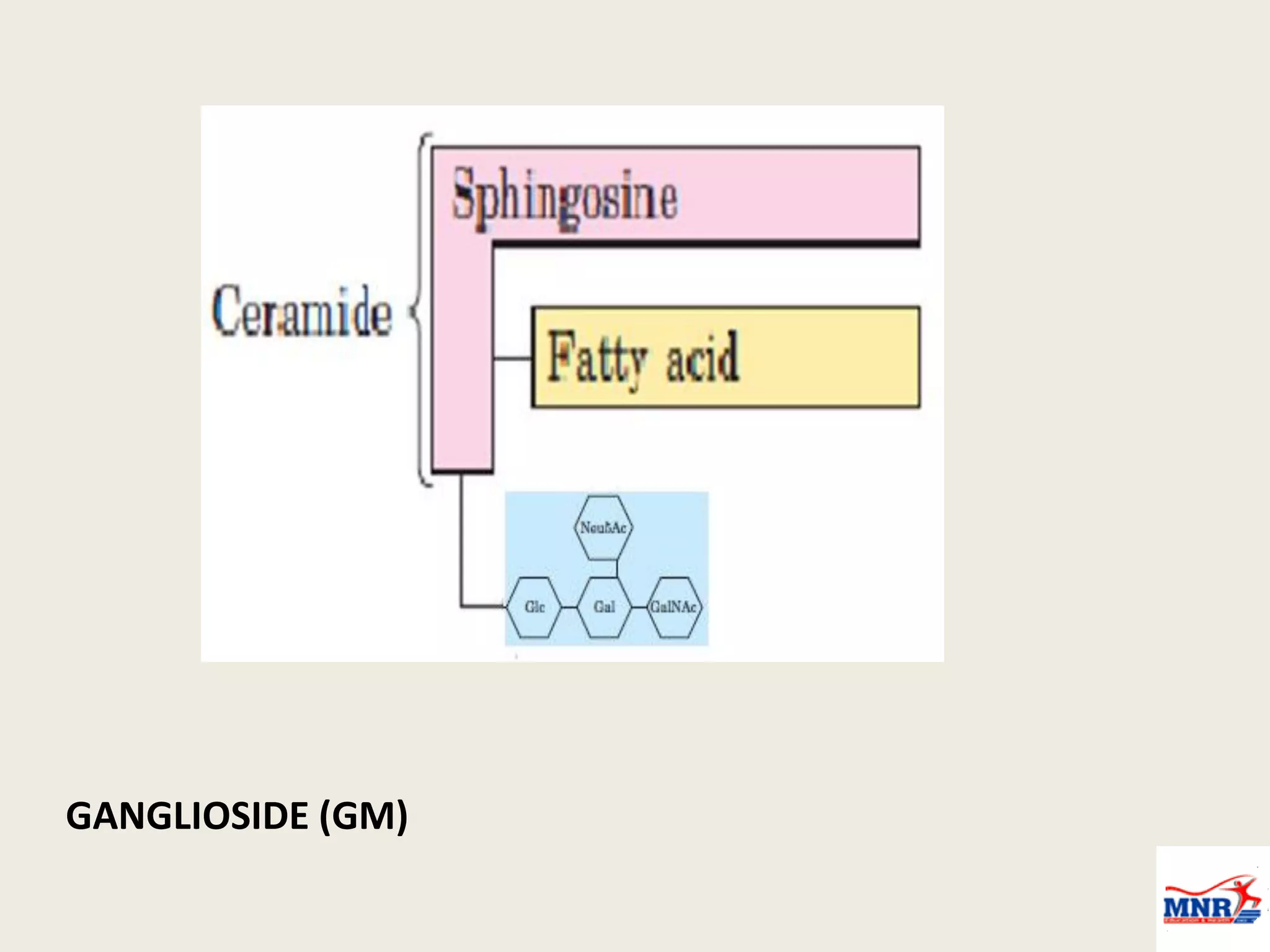 GANGLIOSIDE (GM)
 