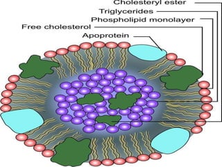 Lipid Classification and Structure function | PDF