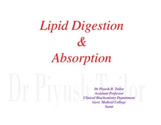 Lipid Digestion
Lipid Digestion
&
&
Absorption
Absorption
Absorption
Absorption
Dr
Dr Piyush
Piyush B. Tailor
B. Tailor
Assistant Professor
Assistant Professor
Clinical
Clinical Biochemistry Department
Biochemistry Department
Govt. Medical College
Govt. Medical College
Surat
Surat
 