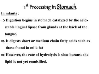 In infants :
 Digestion begins in stomach catalyzed by the acid-
stable lingual lipase from glands at the back of the
tongue.
 It digests short or medium chain fatty acids such as
those found in milk fat
 However, the rate of hydrolysis is slow because the
lipid is not yet emulsified.
1st Processing In Stomach
 
