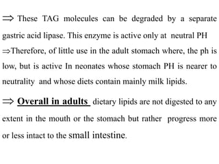  These TAG molecules can be degraded by a separate
gastric acid lipase. This enzyme is active only at neutral PH
Therefore, of little use in the adult stomach where, the ph is
low, but is active In neonates whose stomach PH is nearer to
neutrality and whose diets contain mainly milk lipids.
 Overall in adults dietary lipids are not digested to any
extent in the mouth or the stomach but rather progress more
or less intact to the small intestine.
 