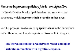 First step in processing dietary fats is emulsification.
 Emulsification breaks lipid droplets into smaller-sized
structures, which increases their overall surface area.
 This process involves mixing (peristalsis) in the duodenum
with bile salts, act like detergents to dissolve lipid droplets.
The increased contact area between water and lipids
facilitates interaction with digestive enzymes.
 