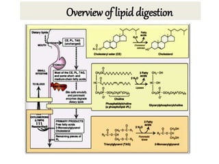 Overview of lipid digestion
 