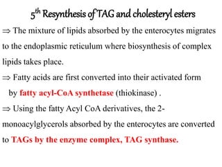  The mixture of lipids absorbed by the enterocytes migrates
to the endoplasmic reticulum where biosynthesis of complex
lipids takes place.
 Fatty acids are first converted into their activated form
by fatty acyl-CoA synthetase (thiokinase) .
 Using the fatty Acyl CoA derivatives, the 2-
monoacylglycerols absorbed by the enterocytes are converted
to TAGs by the enzyme complex, TAG synthase.
5th Resynthesis of TAG and cholesteryl esters
 