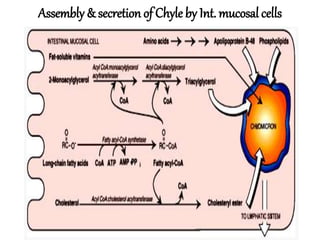 Assembly & secretion of Chyle by Int. mucosal cells
 