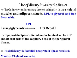 Use of dietary lipids by the tissues
 TAGs in chylomicrons are broken primarily in the skeletal
muscles and adipose tissue by LPL to glycerol and free
fatty acids.
LPL
Triacylglycerols →→→… + 3 RcooH
 Lipoprotein lipase is found on the luminal surface of
endothelial cells of the capillary beds of the peripheral
tissues.
 Its deficiency in Familial lipoprotein lipase results in
Massive Chylomicronemia.
 