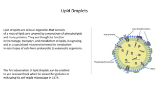 Lipid droplets are cellular organelles that consists
of a neutral lipid core covered by a monolayer of phospholipids
and many proteins. They are thought to function
in the storage, transport, and metabolism of lipids, in signaling,
and as a specialized microenvironment for metabolism
in most types of cells from prokaryotic to eukaryotic organisms.
Lipid Droplets
The first observation of lipid droplets can be credited
to van Leeuwenhoek when he viewed fat globules in
milk using his self-made microscope in 1674.
 