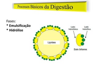 Fases:
* Emulsificação
* Hidrólise
 