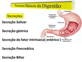 Secreções
Secreção Salivar
Secreção gástrica
Secreção do fator Intrínseco( entérico )
Secreção Pancreática
Secreção Biliar
 