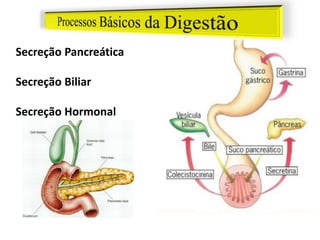 Secreção Pancreática
Secreção Biliar
Secreção Hormonal
 