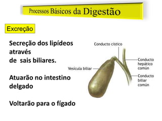 Excreção
Secreção dos lipídeos
através
de sais biliares.
Atuarão no intestino
delgado
Voltarão para o fígado
 