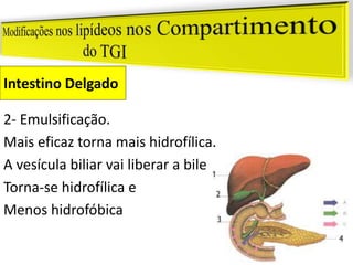 Intestino Delgado
2- Emulsificação.
Mais eficaz torna mais hidrofílica.
A vesícula biliar vai liberar a bile.
Torna-se hidrofílica e
Menos hidrofóbica
 