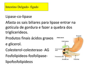 Intestino Delgado- fígado
Lipase-co-lipase
Afasta os sais biliares para lipase entrar na
gotícula de gordura e fazer a quebra dos
triglicerideos.
Produtos finais ácidos graxos
e glicerol.
Colesterol-colesterase- AG
Fosfolipideos-fosfolipase-
lipofosfolipideos
 