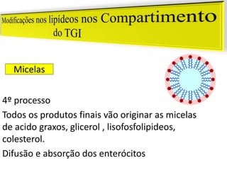 Micelas
4º processo
Todos os produtos finais vão originar as micelas
de acido graxos, glicerol , lisofosfolipideos,
colesterol.
Difusão e absorção dos enterócitos
 