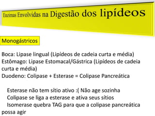 Boca: Lipase lingual (Lipídeos de cadeia curta e média)
Estômago: Lipase Estomacal/Gástrica (Lipídeos de cadeia
curta e média)
Duodeno: Colipase + Esterase = Colipase Pancreática
Esterase não tem sítio ativo :( Não age sozinha
Colipase se liga a esterase e ativa seus sítios
Isomerase quebra TAG para que a colipase pancreática
possa agir
Monogástricos
 