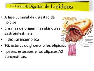 • A fase Luminal da digestão de
lipídios
• Enzimas de origem nas glândulas
gastrointestinais
• hidrólise incompleta
• TG, ésteres de glicerol e fosfolipídios
• lípases, esterases e fosfolipases A2
pancreáticas.
 