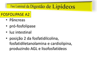 • Pâncreas
• pró-fosfolipase
• luz intestinal
• posição 2 da fosfatidilcolina,
fosfatidiletanolamina e cardiolipina,
produzindo AGL e lisofosfatídeos
FOSFOLIPASE A2
 