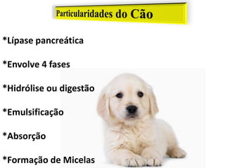 *Lípase pancreática
*Envolve 4 fases
*Hidrólise ou digestão
*Emulsificação
*Absorção
*Formação de Micelas
 