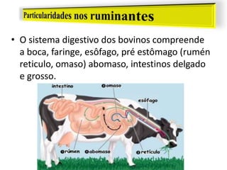 • O sistema digestivo dos bovinos compreende
a boca, faringe, esôfago, pré estômago (rumén
reticulo, omaso) abomaso, intestinos delgado
e grosso.
 