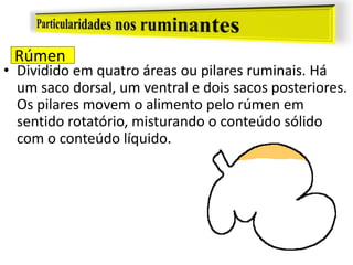Rúmen
• Dividido em quatro áreas ou pilares ruminais. Há
um saco dorsal, um ventral e dois sacos posteriores.
Os pilares movem o alimento pelo rúmen em
sentido rotatório, misturando o conteúdo sólido
com o conteúdo líquido.
 