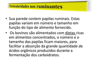 • Sua parede contem papilas ruminais. Estas
papilas variam em número e tamanho em
função do tipo de alimento fornecido.
• Os bovinos são alimentados com dietas ricas
em alimentos concentrados, o número e o
tamanho das papilas ficam maiores, para
facilitar a absorção da grande quantidade de
ácidos orgânicos produzidos durante a
fermentação dos carboidratos.
 