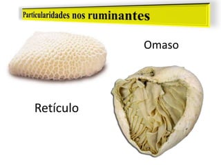 Retículo
Omaso
 