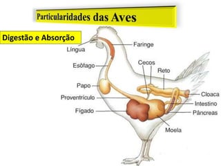 Digestão e Absorção
 