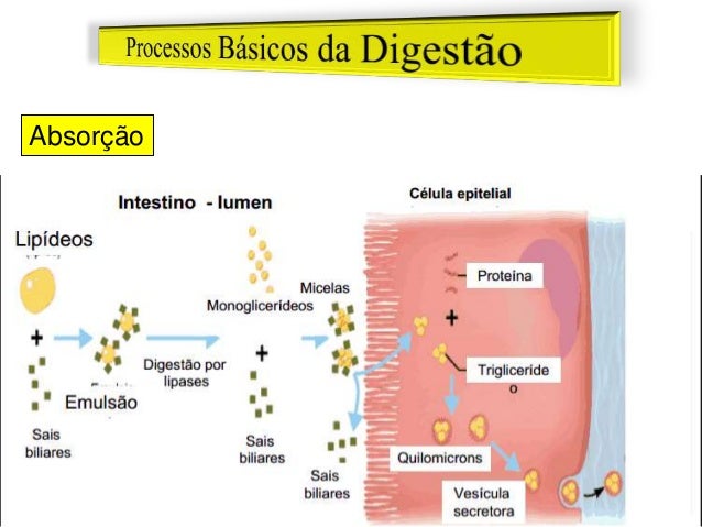 Resultado de imagem para secreção biliar