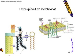 Denise E. Moritz – Bromatologia - Nutrição
49
Fosfolipídios de membranas
 