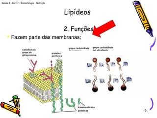 Denise E. Moritz – Bromatologia - Nutrição
6
2. Funções
 Fazem parte das membranas;
Lipídeos
 